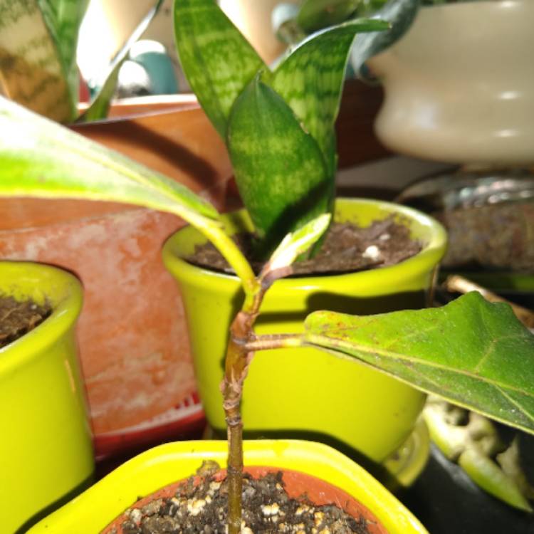 plant image 1186182