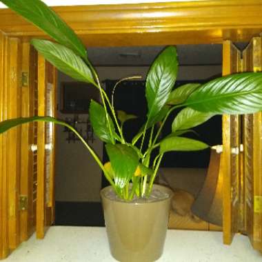 Peace Lily