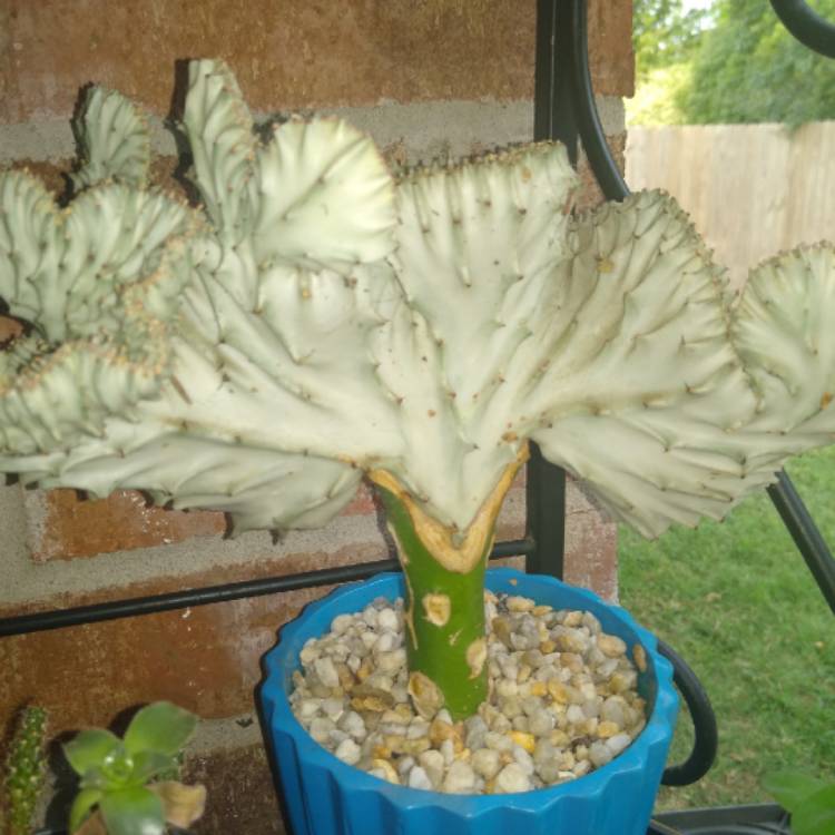 plant image 1382430 plant image 1382430