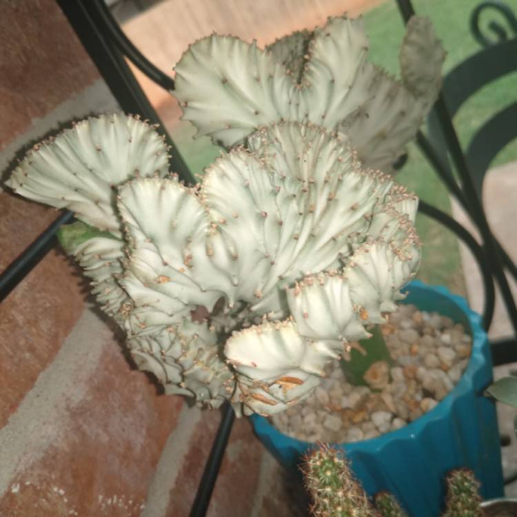 plant image 1382432 plant image 1382432