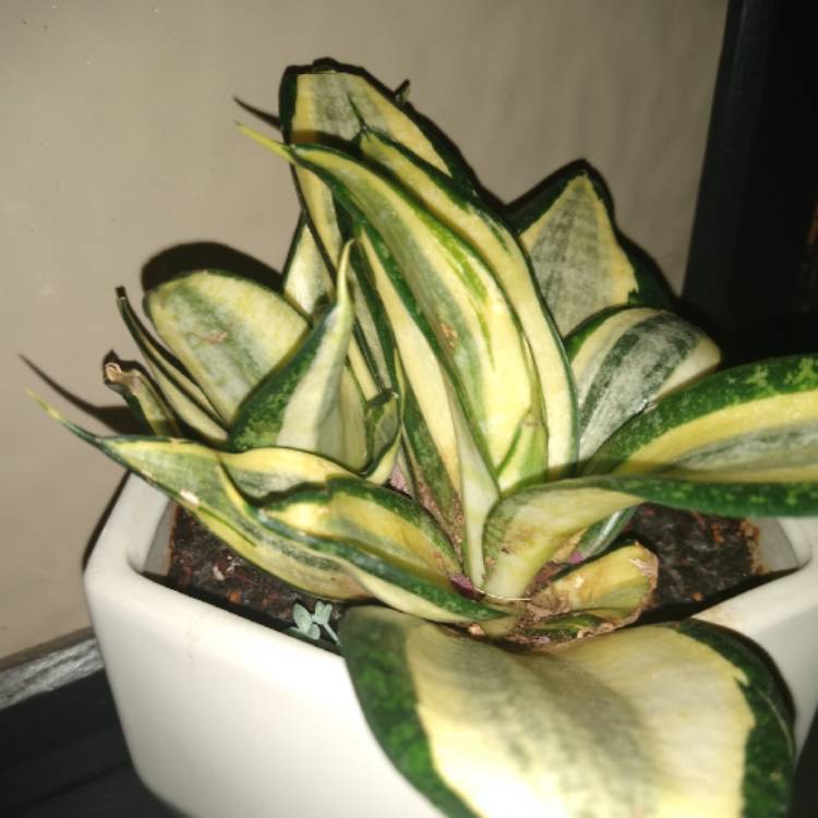 plant image 1382435