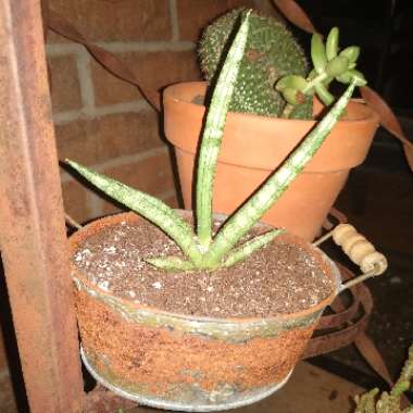Starfish Snake Plant 'Boncel'