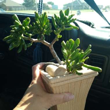 Crassula Ovata 'Ogre Ears'