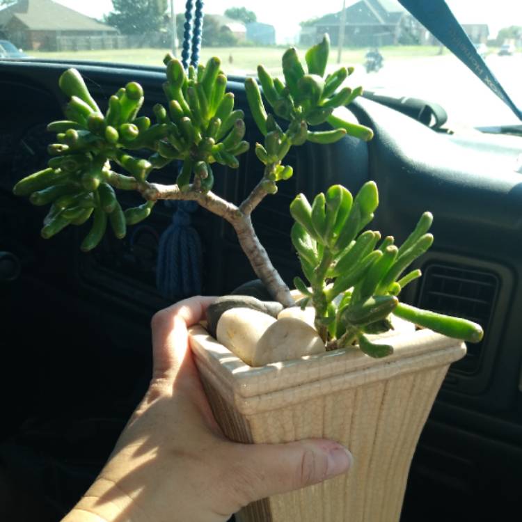 plant image 1382437