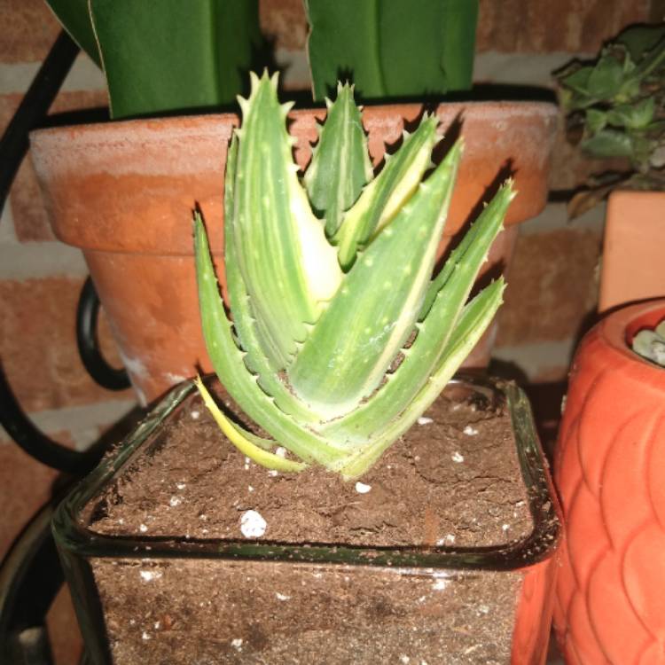 Plant image Aloe nobilis variegata