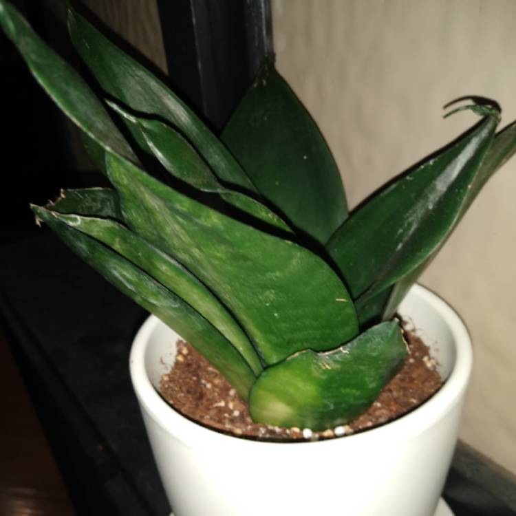 plant image 1407998