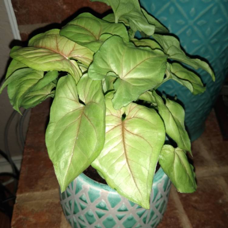 plant image 1408000