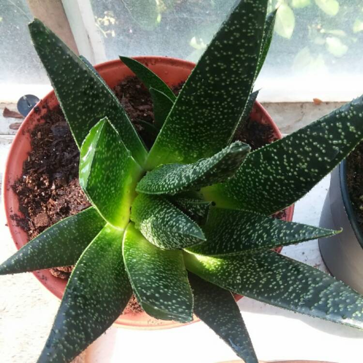 plant image 464657