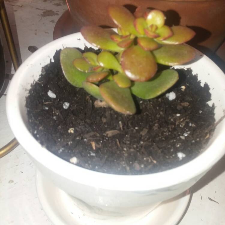 plant image 516674