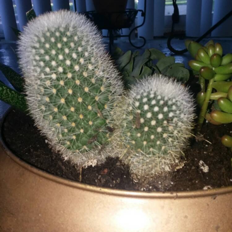 Plant image Mammillaria spinosissima subsp. pilcayensis