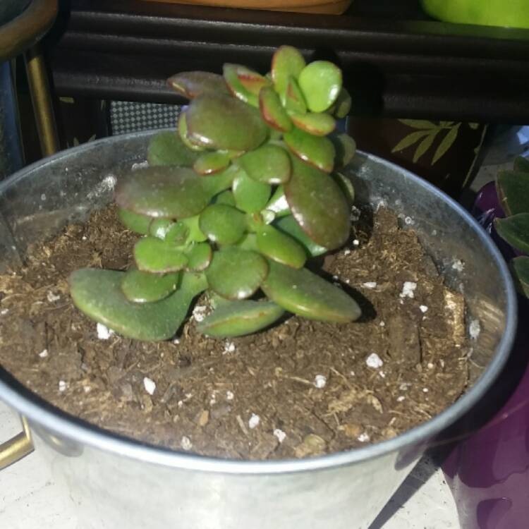 plant image 532162