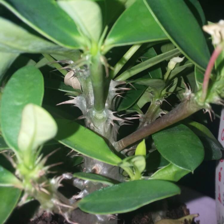 Plant image Euphorbia Milii 'Dwarf Cream'