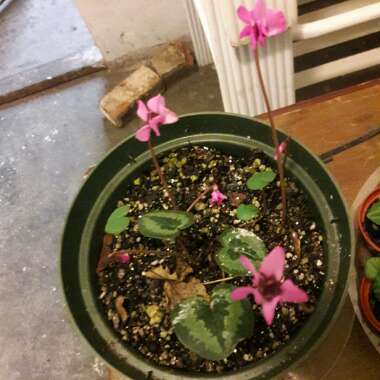 Cyclamen (Hardy)