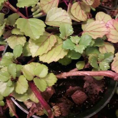 Swedish Ivy