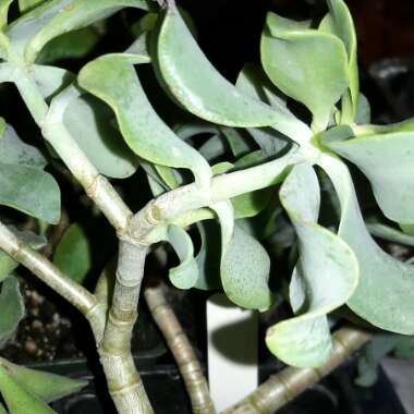 Crassula Ripple Jade