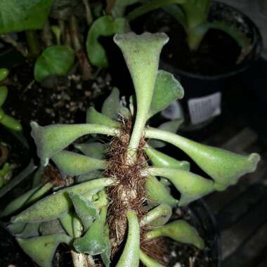 Adromischus 'Key Lime Pie Plant'