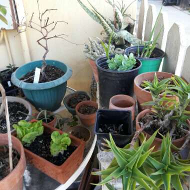 Andrew's garden