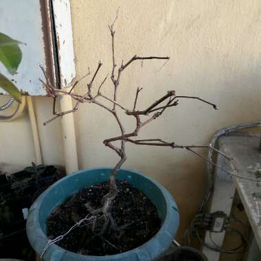 Grape Vine