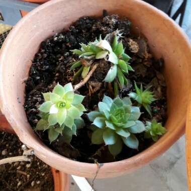 Graptopetalum