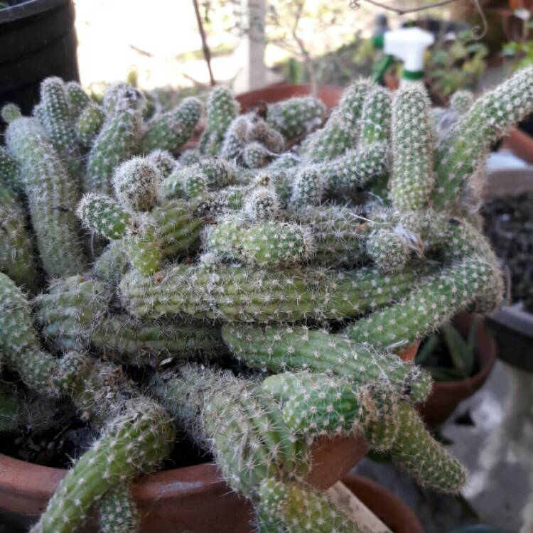 Plant image x Chamaelobivia Lincoln Rainbow