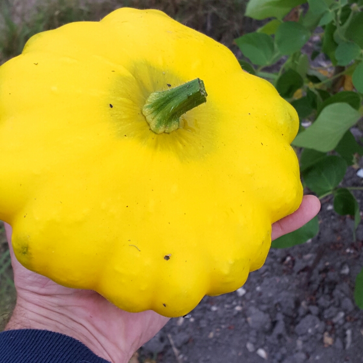 Plant image Cucurbita Pepo 'Sunburst Patty Pan'