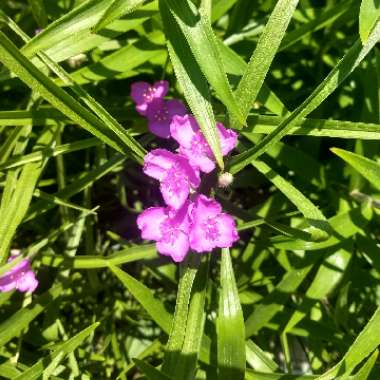 Spiderwort