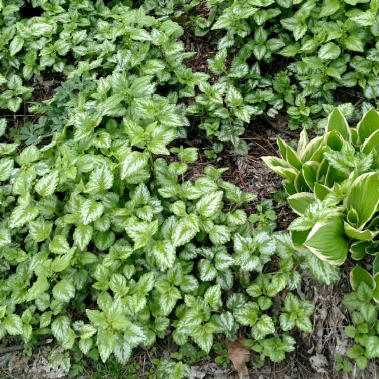 Plant image Lamium galeobdolon 'Herman's Pride'