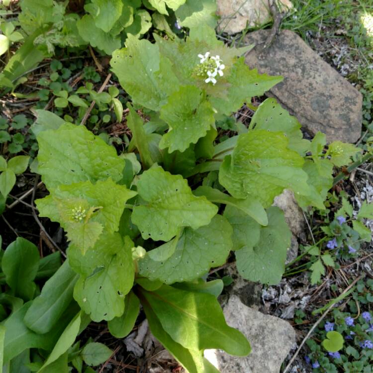 plant image 393729 plant image 393729