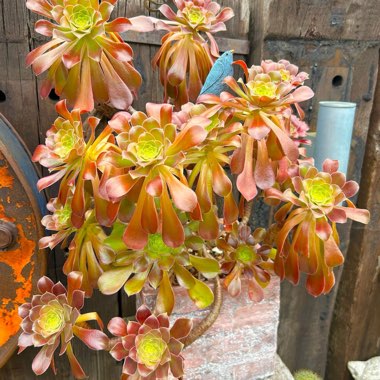 Geoff's garden
