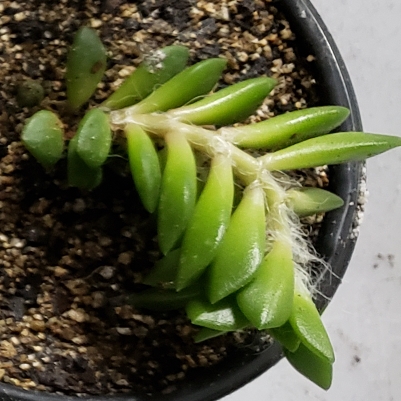 Plant image Anacampseros filamentosa