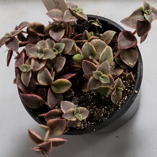 Plant image Crassula Volkensii