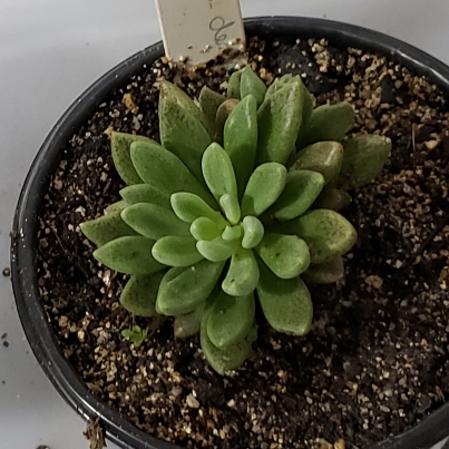 Plant image Sinocrassula Densirosulata