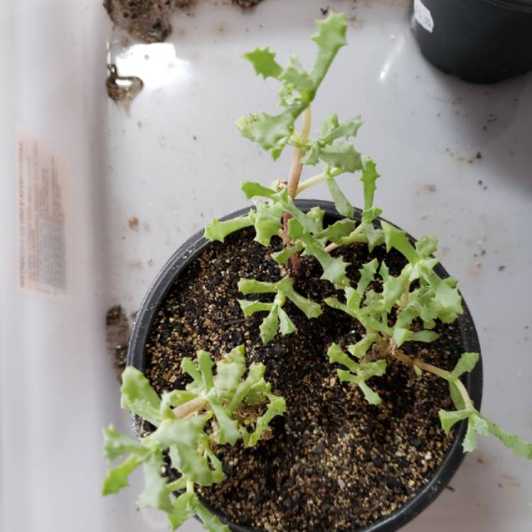 Plant image Oscularia deltoides 'Schwantes'