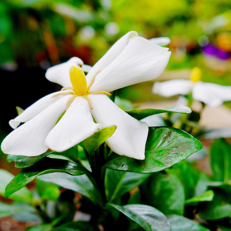 Gardenia jasminoides 'Kleim's Hardy'