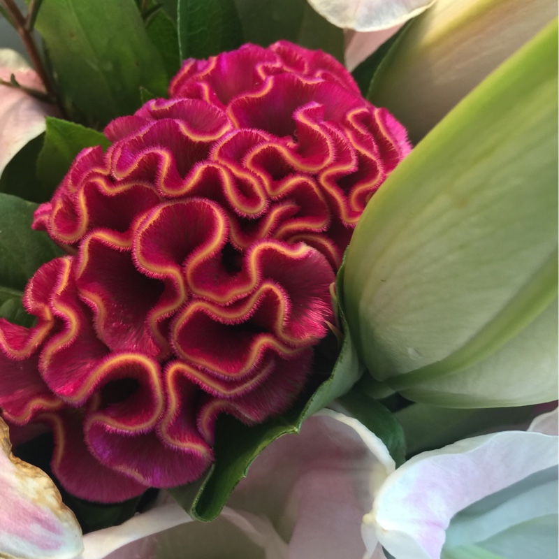 Celosia