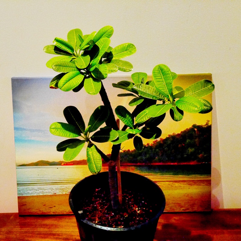 plant image 24203