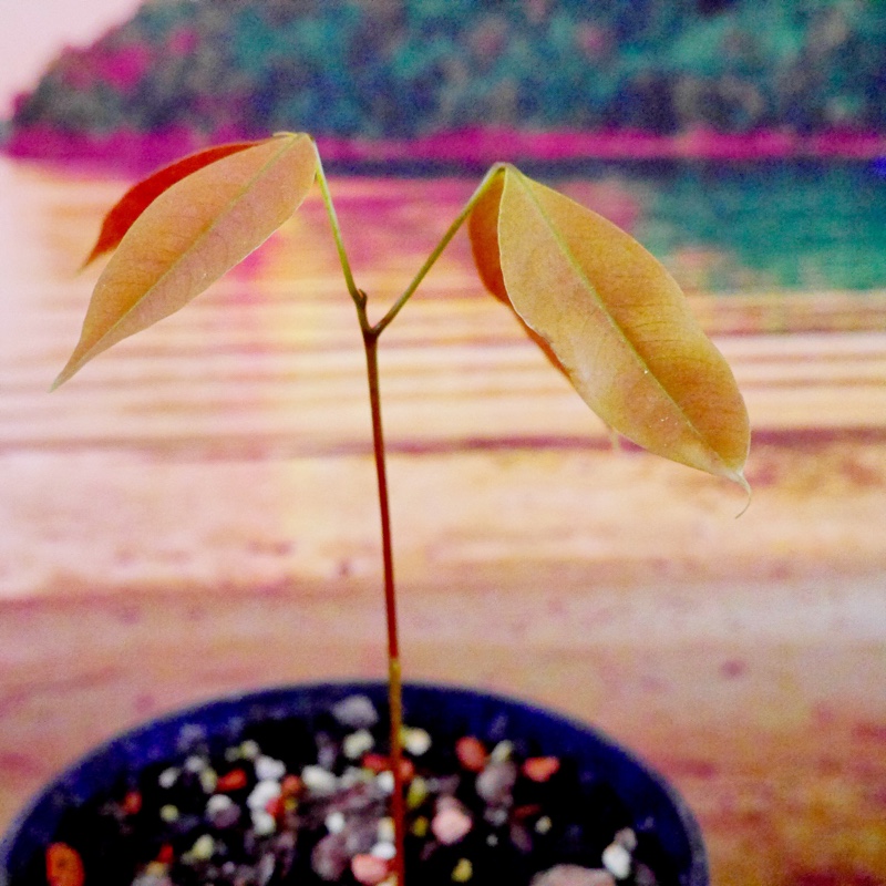Plant image Litchi chinensis