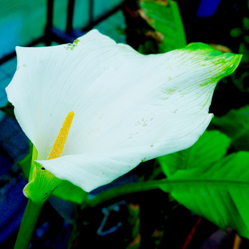 Plant image Zantedeschia aethiopica 'Green Goddess'