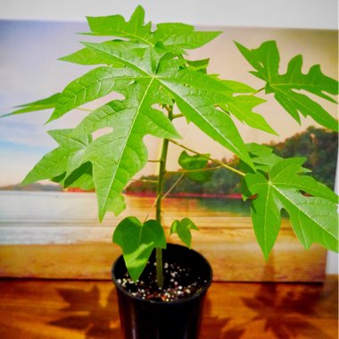Carica papaya