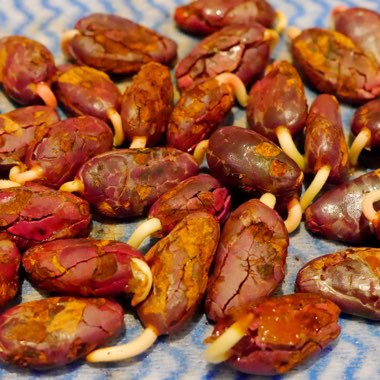 Theobroma Cacao