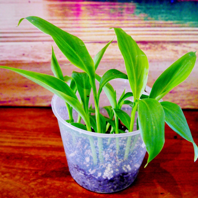 plant image 27116 plant image 27116