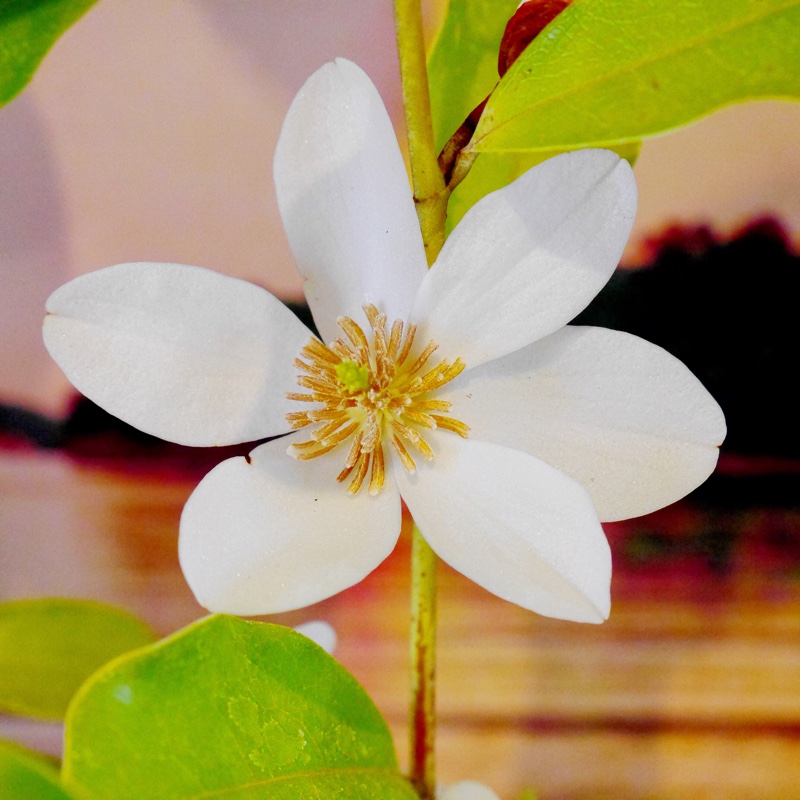 Michelia Yunnanensis syn. Michelia laevifolia, Magnolia Yunnanensis, Magnolia laevifolia