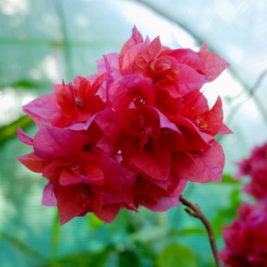 Bougainvillea 'Princess Maharla'