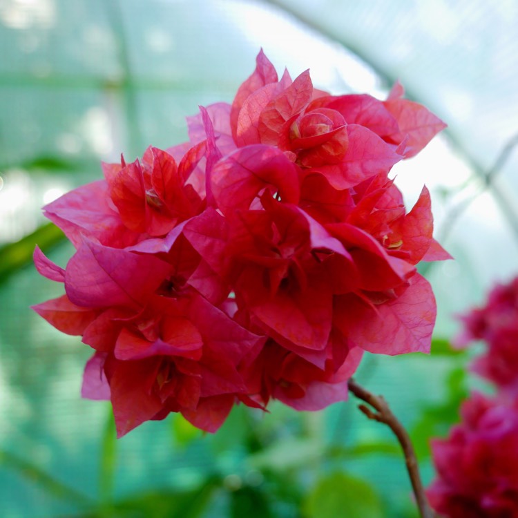 plant image 273295