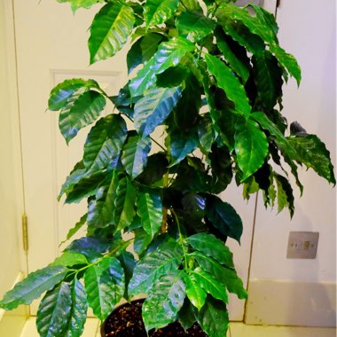 Coffea Arabica