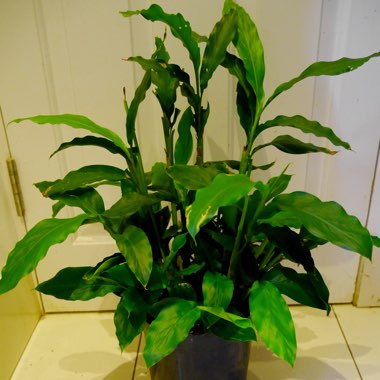 Elettaria cardamomum