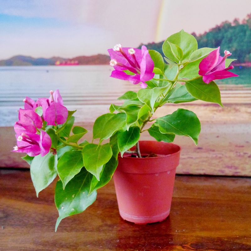 plant image 29525