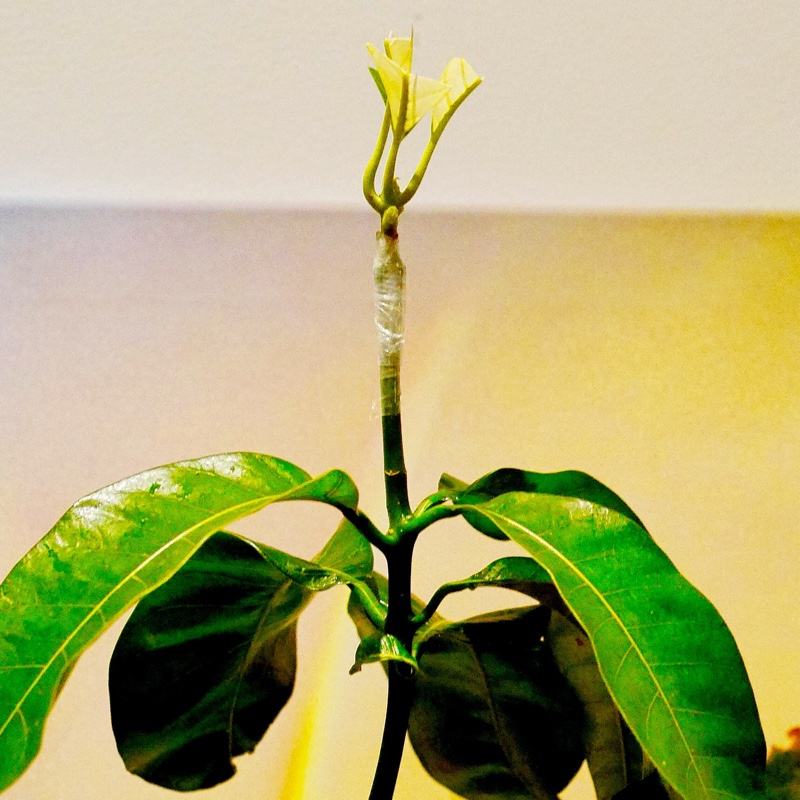 plant image 36221