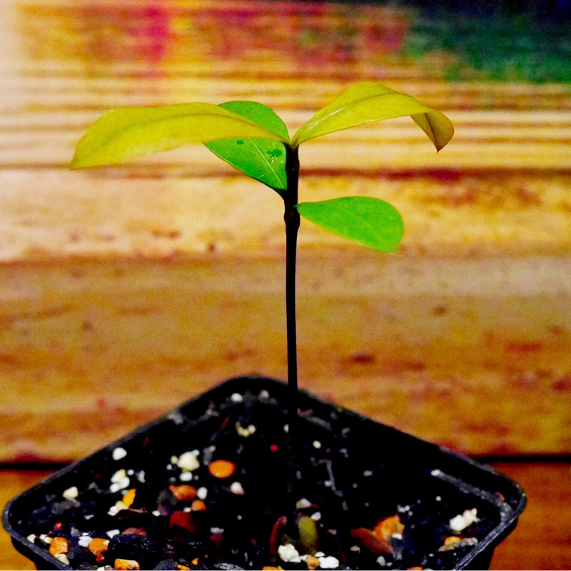 Garcinia Intermedia