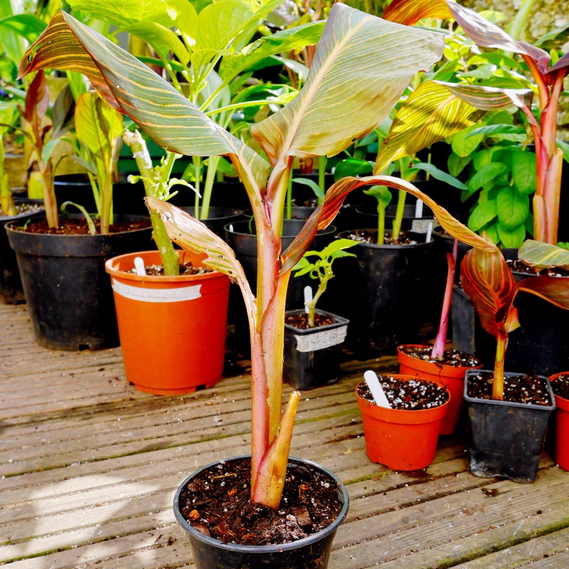 Plant image Canna 'Phasion' syn. Canna 'Durban', Canna 'Tropicanna', Canna 'Inferno'